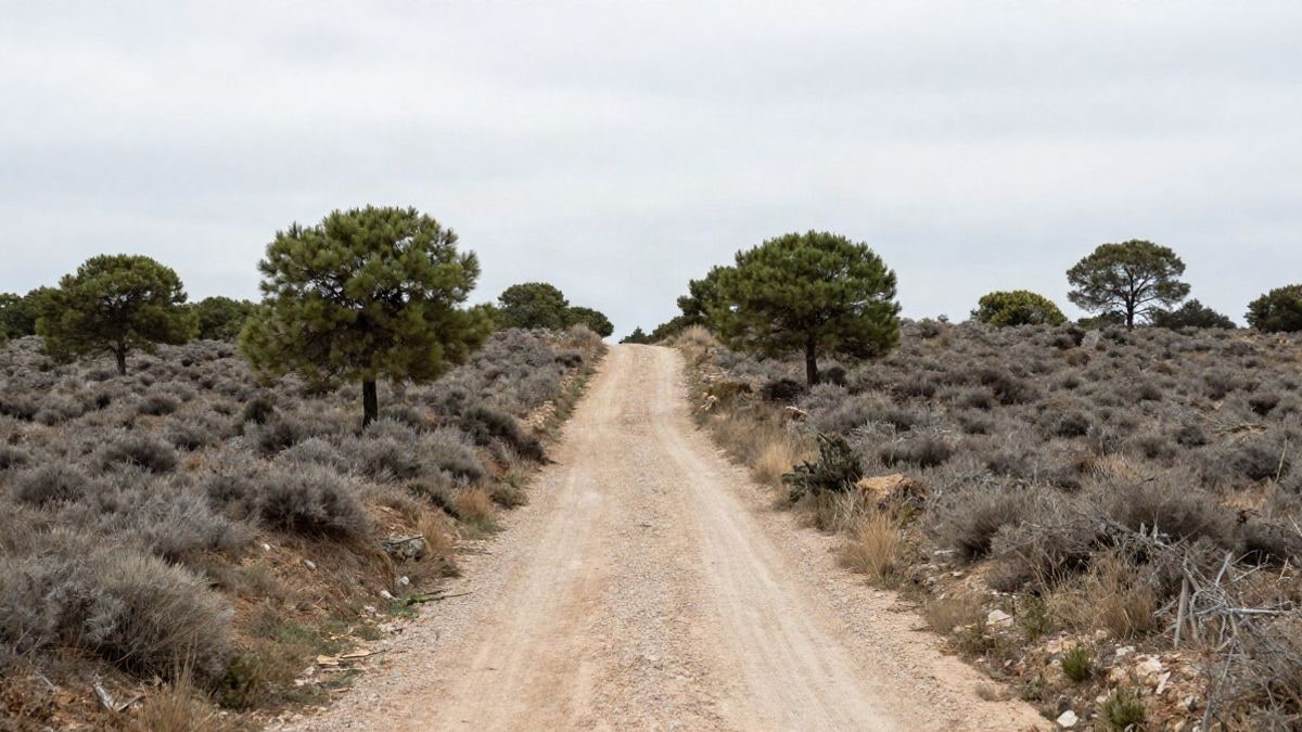 Imagen ilustrativa: camino de tierra entre matorral seco y pinos dispersos en una zona de monte