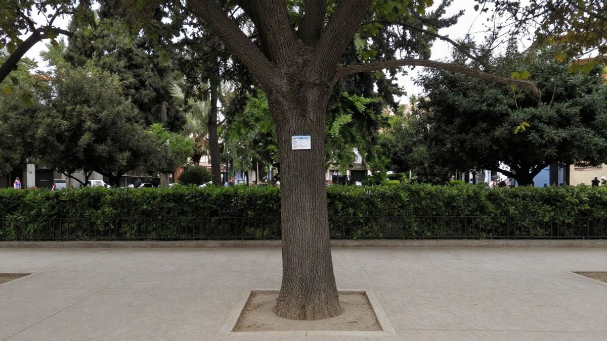 Illustrative image: information label placed on the trunk of an elm in a public park